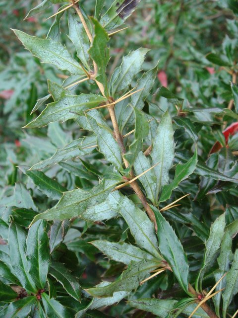 Berberis x chenaultii revers feuille P3 P30